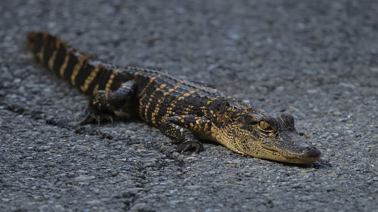 Teen who allegedly chugged alcoholic beverage with baby alligator in hand criminally charged
