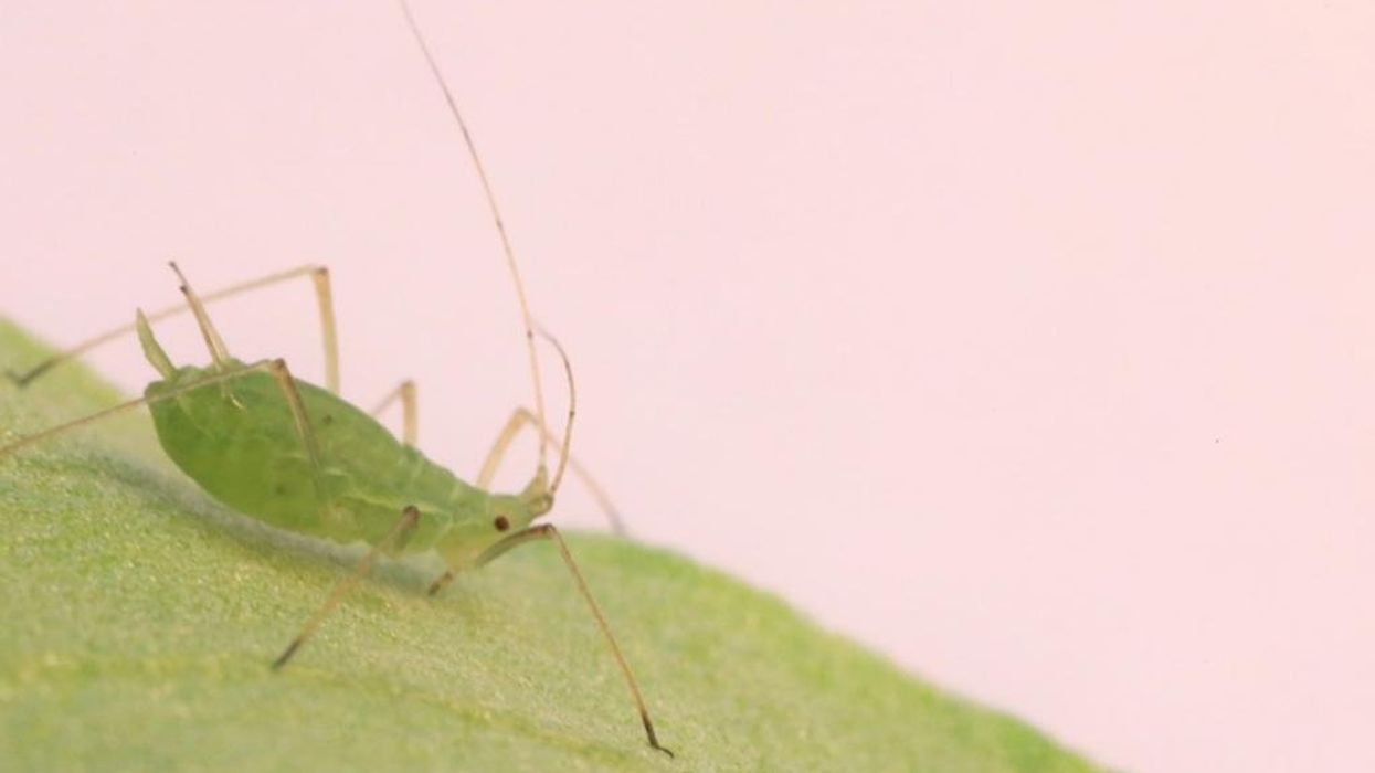 NYC plagued by insect swarms, smoky haze