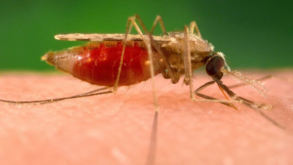 Florida issues malaria alert as 2 more cases discovered, first locally acquired US cases in 20 years