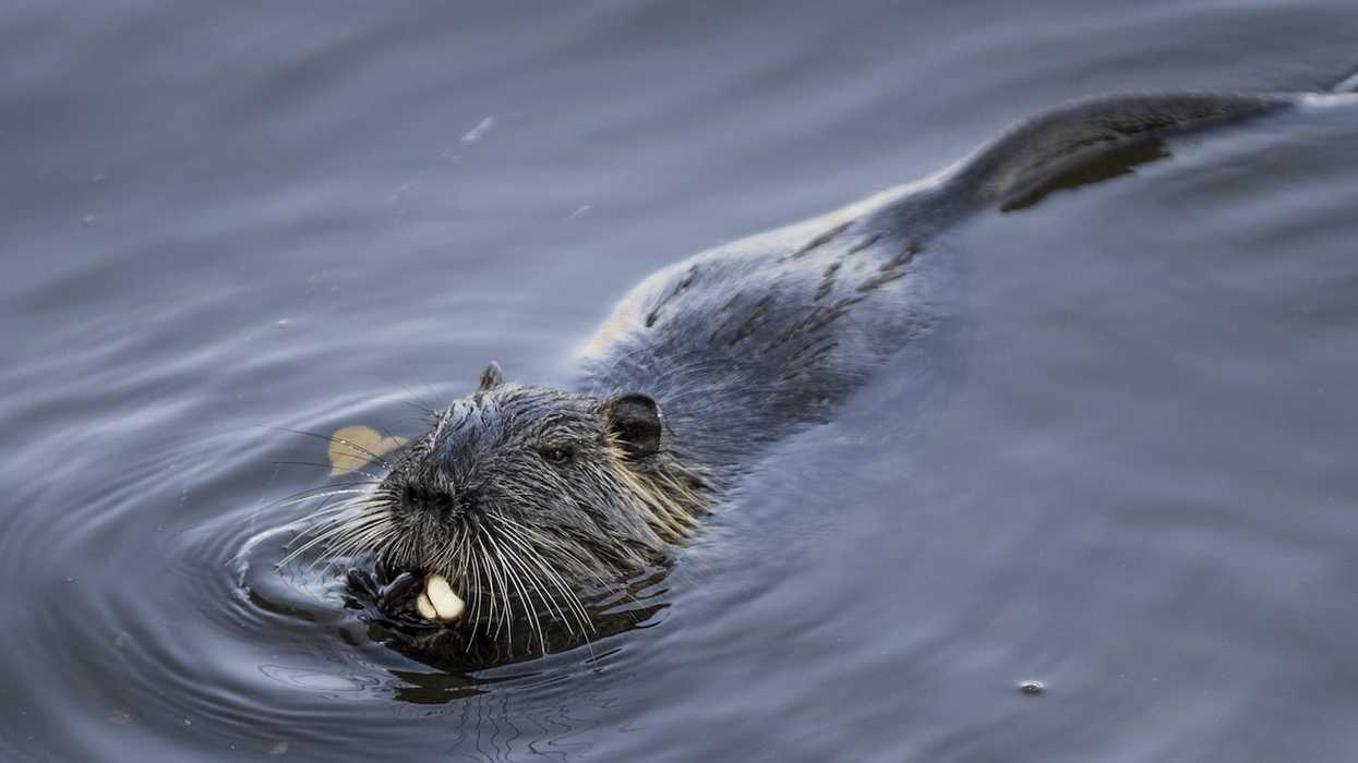 Rabid beaver — 'biggest' that game warden has 'ever seen' — attacks, bites little girl swimming in lake