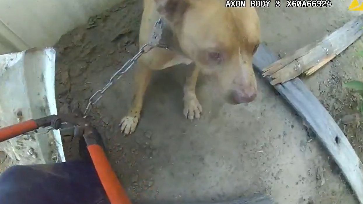 'I told you that you could trust me': Video shows California cop race against time to save chained dog from trailer park inferno