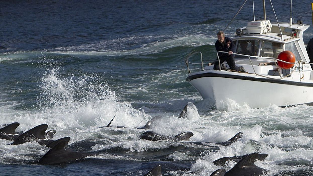 Cruise ship passengers traumatized after witnessing bloody slaughter of 78 pilot whales, company apologizes