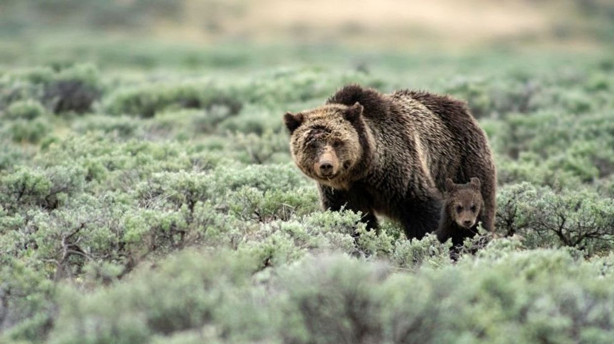 Officials confirm dead woman found on hiking trail near Yellowstone National Park died from grizzly bear attack