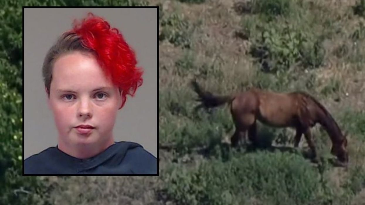 Dogs locked in cages without food or water, horse carcasses rotting in sun discovered at Texas ranch, prompting arrest: 'The whole property just smelled like death'