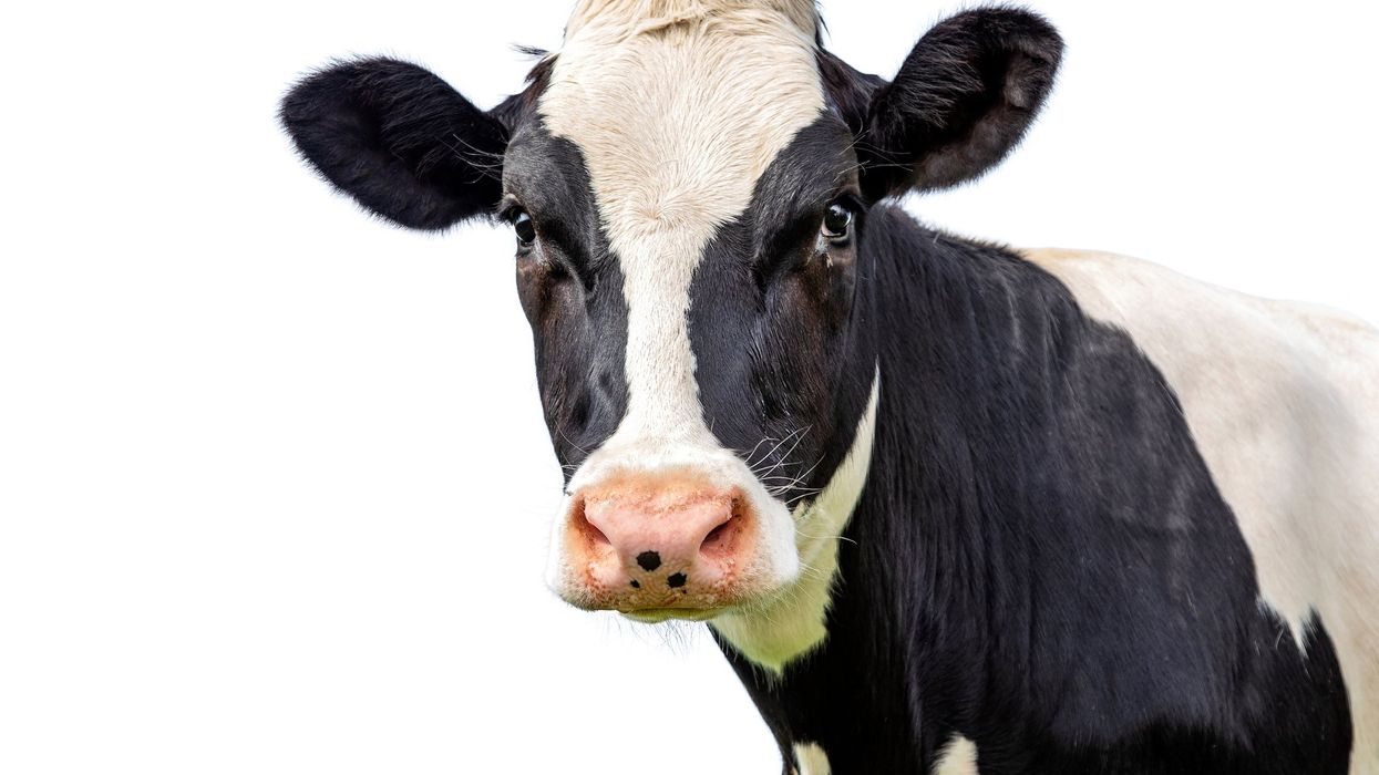 Cow with reportedly racist name wins award at state fair, prompting complaint from attendee