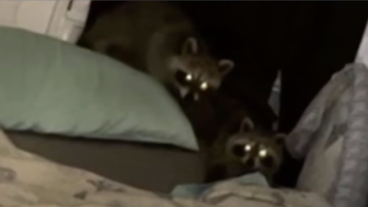 First, they heard scratching in the ceiling of their north Philly row home. Then a crashing noise led to an unnerving sight — right on top of their bed.