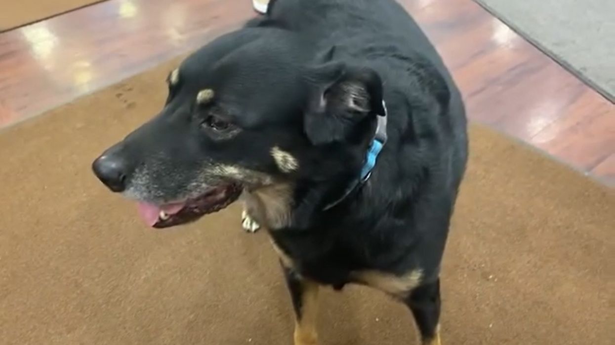 Stray dog repeatedly escaped from shelter to hang out in a nursing home. Now, he gets to call it his own: 'If it's meant to be, it's meant to be.'