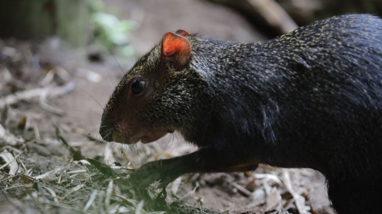 English man discovers 'twitching' mouse in mushroom noodle soup