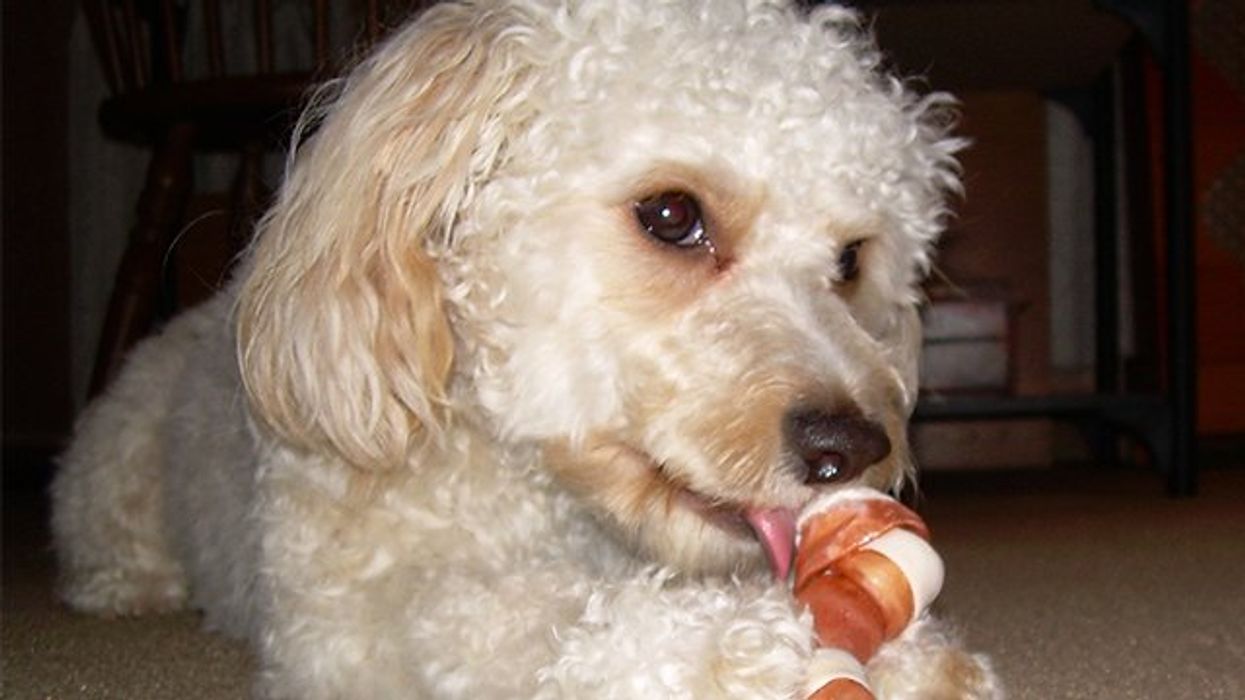 'Top vet: 'If you can’t brush your dog’s teeth daily, do this.'