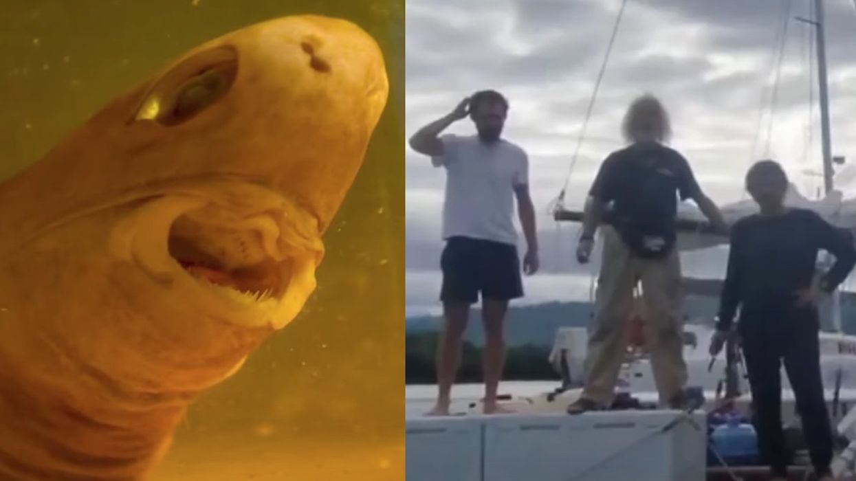 3 sailors rescued from sinking boat damaged from numerous shark attacks near Australia