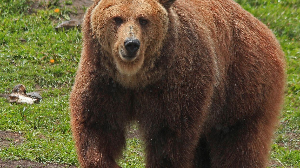 Navy veteran has jaw torn off during bear attack — but manages to keep his sense of humor