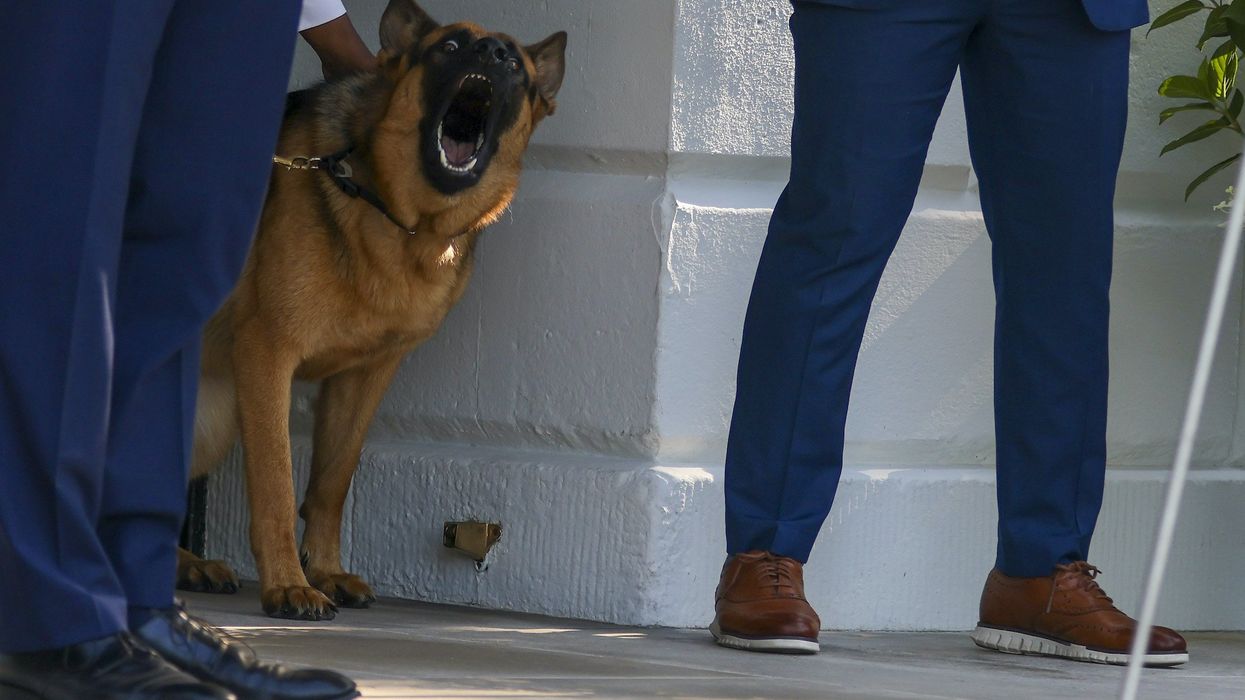 Biden's dog Commander removed from White House after numerous biting incidents