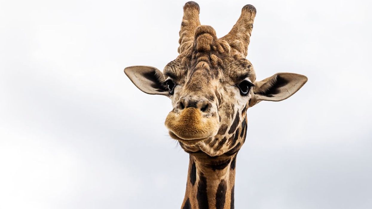 CBP 'destroyed' giraffe poop that person had planned to turn into a necklace