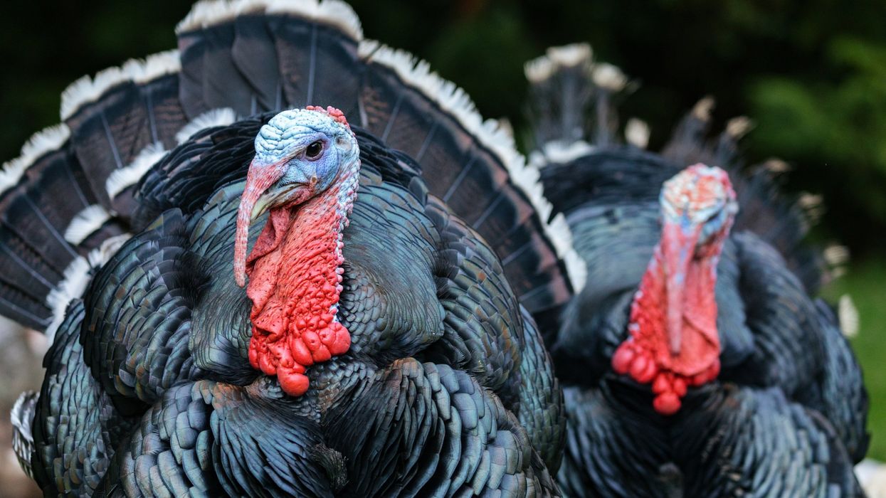 The best American-raised turkeys