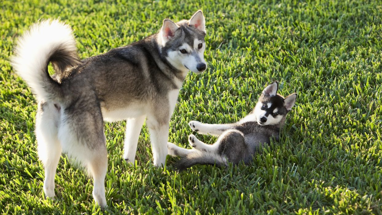 Mystery respiratory illness in dogs spreading across the country, veterinarians' advice to avoid potentially deadly disease