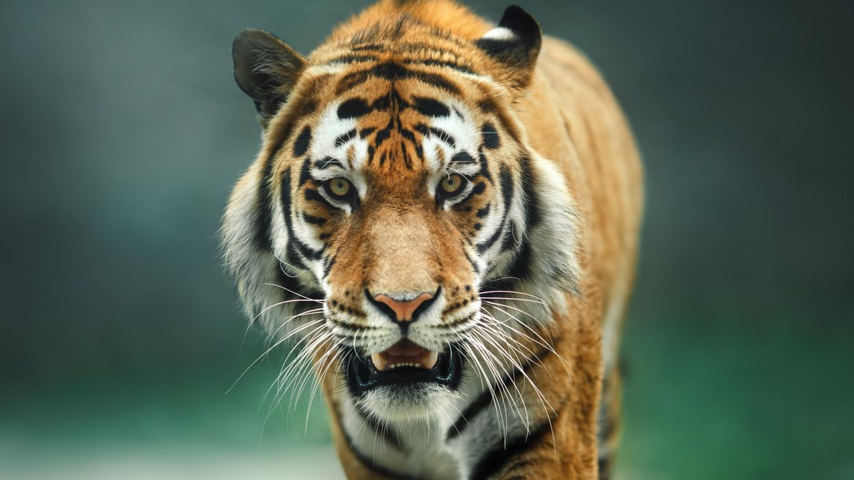 Zoo employees notice big cat with a shoe in its mouth; then staff makes grisly discovery