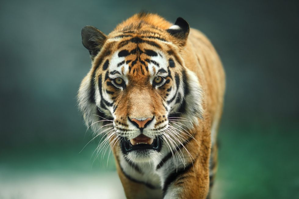 Zoo employees notice big cat with a shoe in its mouth; then staff makes grisly discovery