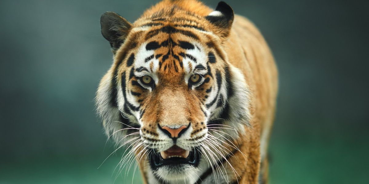 NextImg:Zoo employees notice big cat with a shoe in its mouth; then staff makes grisly discovery | Blaze Media