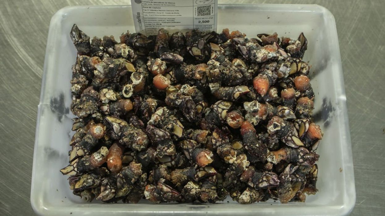 Australian police find multiple packages of suspected cocaine covered in barnacles washed up on beaches