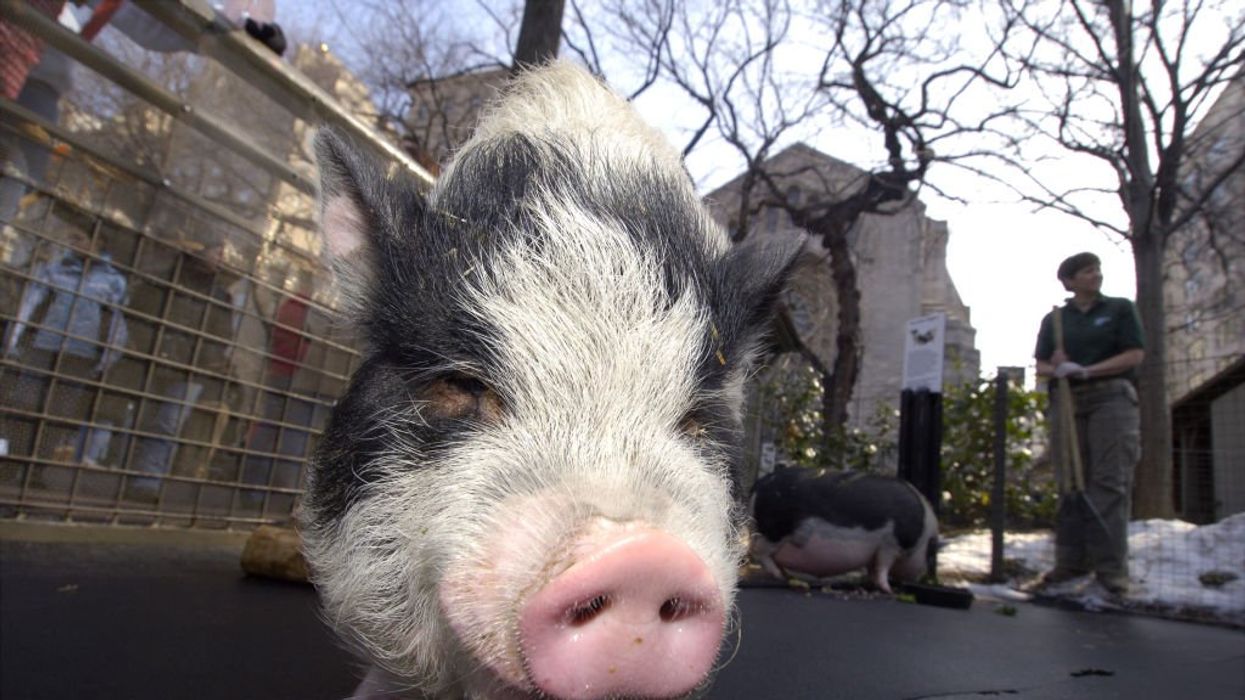 'Windows started exploding': Pennsylvania pot-bellied pig sets owner's house on fire