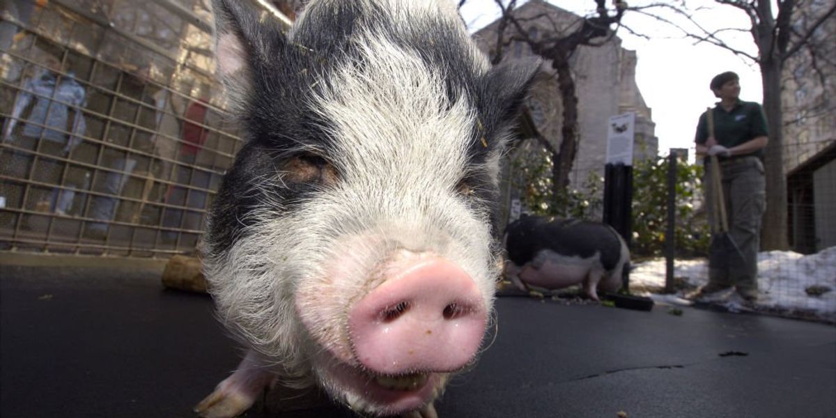 Pig Explodes Pennsylvania pot-bellied pig sets owner's house on fire | Blaze Media