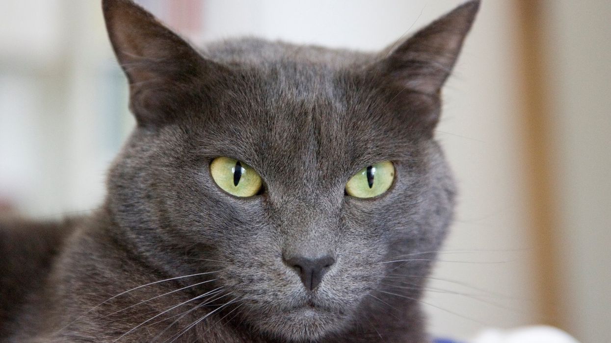 Pet cat saves elderly woman from man who allegedly attacked her and choked her on Christmas day