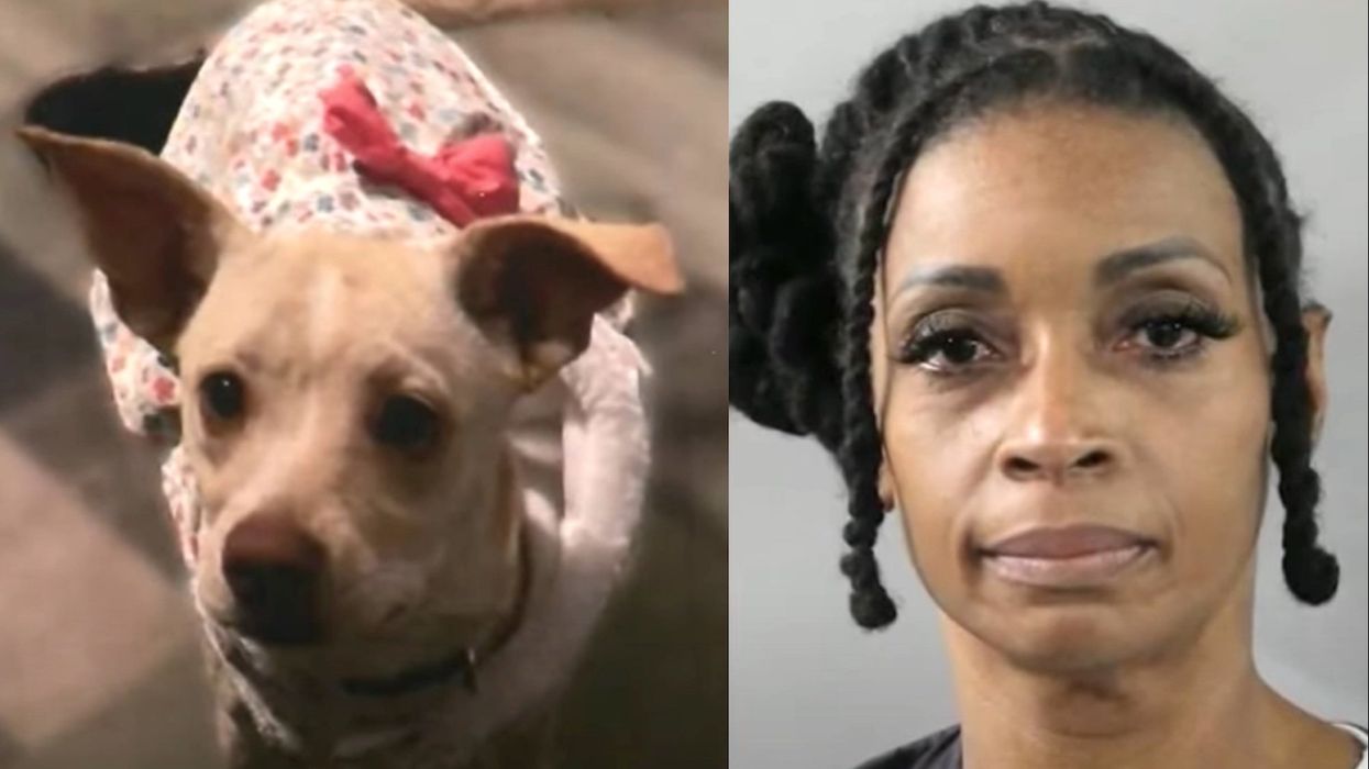 Florida woman arrested for allegedly poisoning her neighbors' two cats and a pregnant Chihuahua