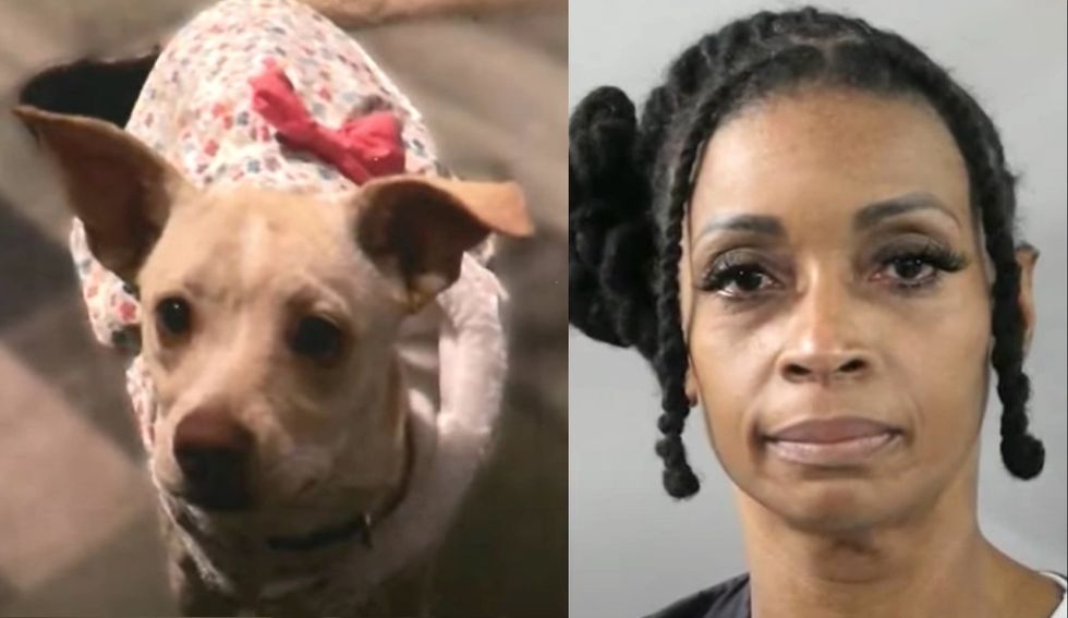 Florida woman arrested for allegedly poisoning her neighbors' two cats and a pregnant Chihuahua
