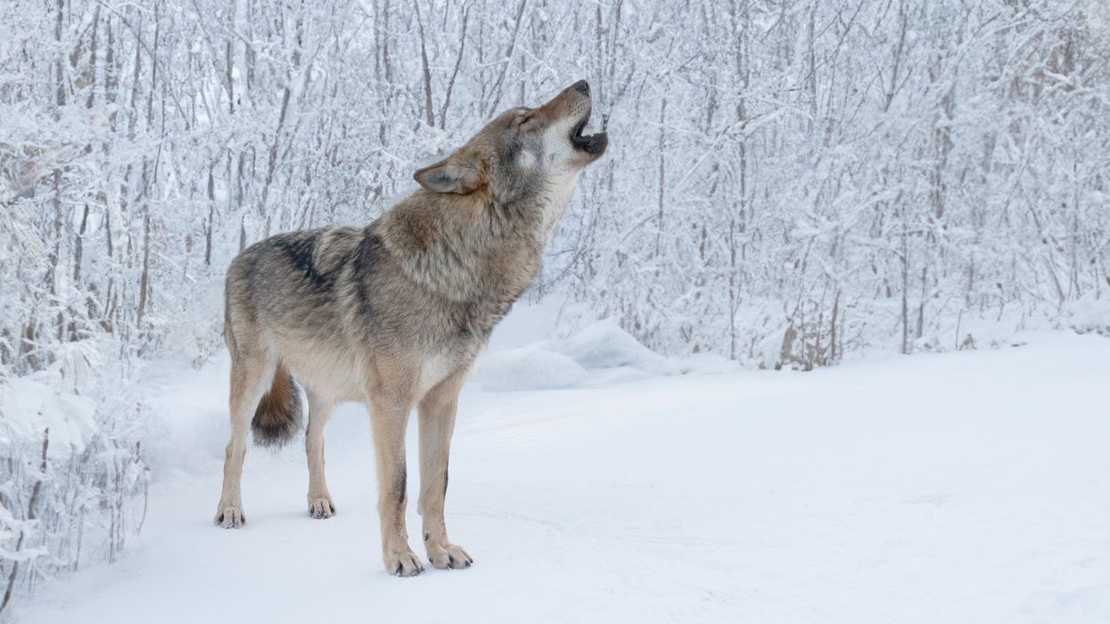 Scientists say mutant wolves near Chernobyl nuclear disaster site could hold key to curing cancer