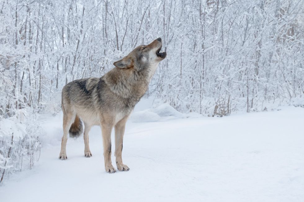 Scientists say mutant wolves near Chernobyl nuclear disaster site could hold key to curing cancer