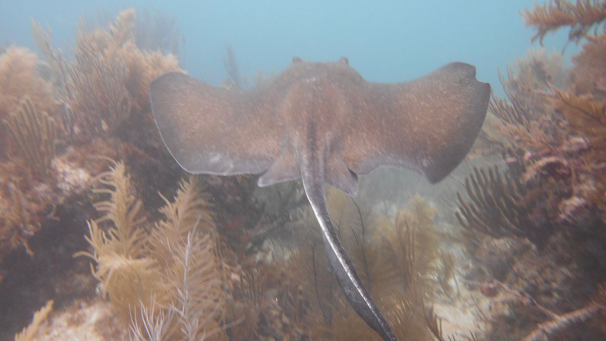 Female stingray gets pregnant without male counterpart; scientists suspect virgin miracle birth or interspecies impregnation