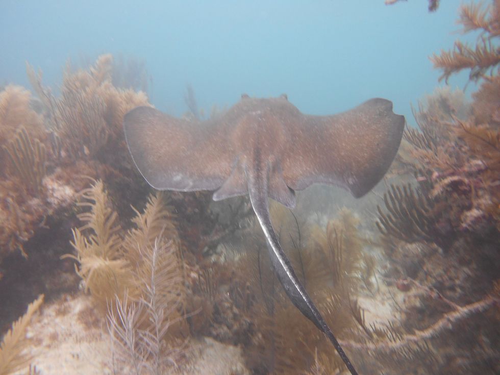 Female stingray gets pregnant without male counterpart&semi; scientists suspect virgin miracle birth or interspecies impregnation