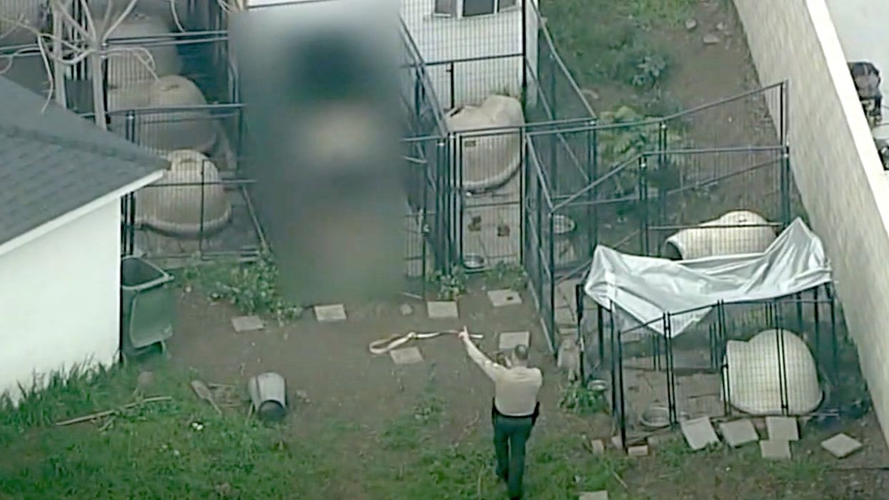 13 pit bulls euthanized after gruesome death of dog breeder in Compton