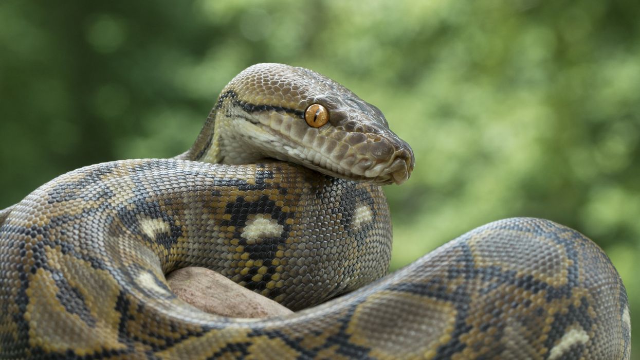 Scientists now say you should eat snakes to 'save the planet' from climate change