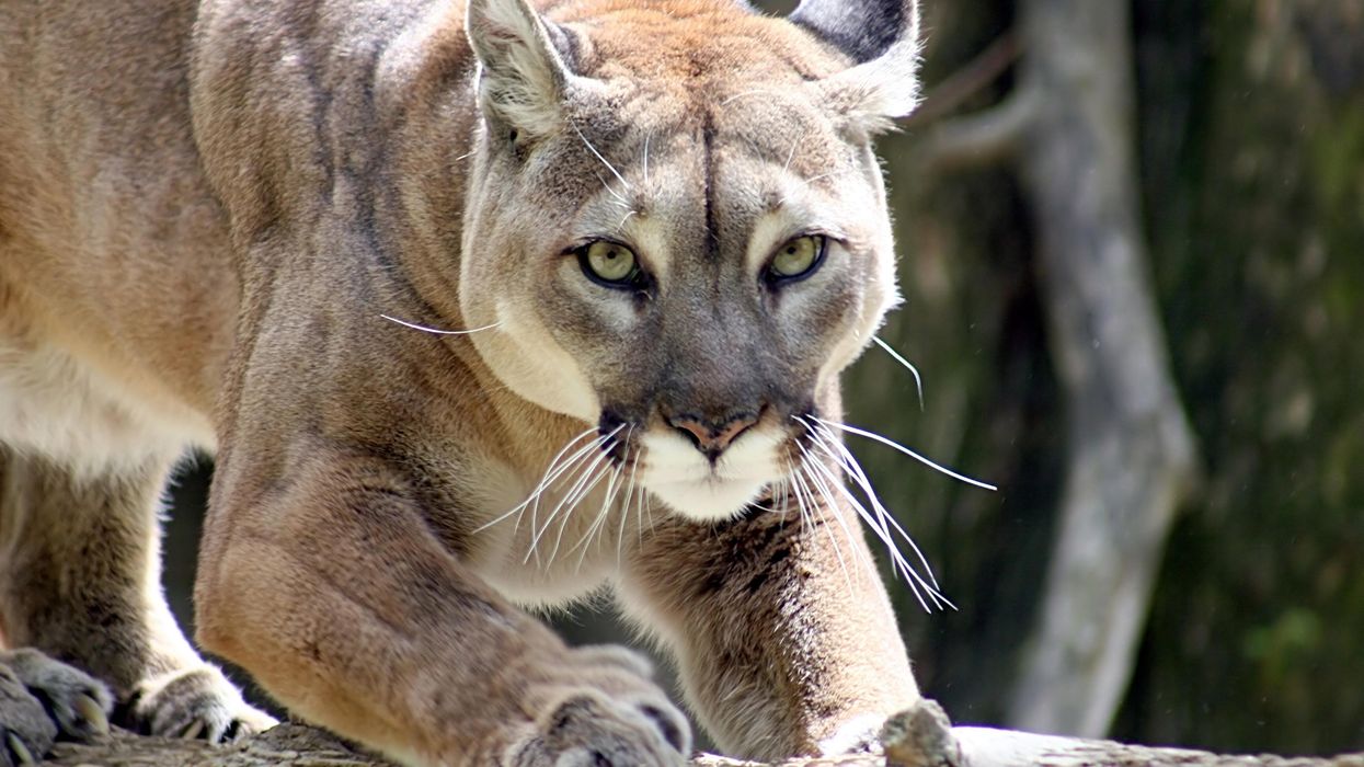 21-year-old killed in mountain lion attack, younger brother survived — first fatal mauling in California since 2004