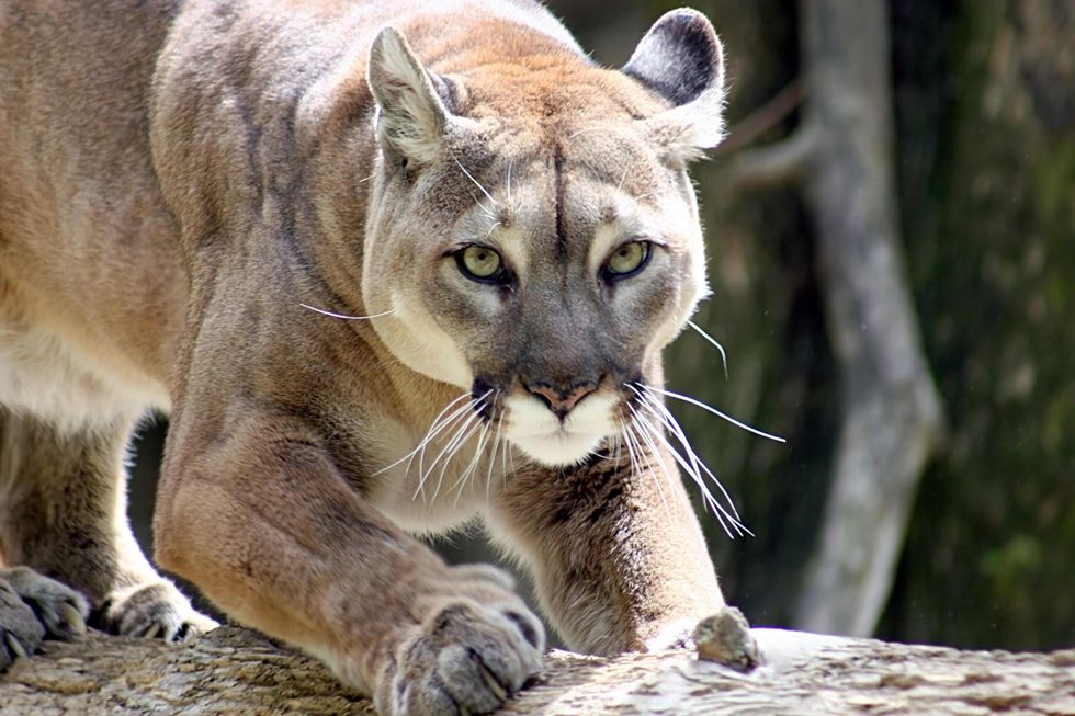 21-year-old killed in mountain lion attack‚ younger brother survived - first fatal mauling in California since 2004
