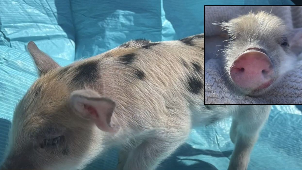 Minor league baseball team accused of insensitivity for naming mascot after weight-loss drug