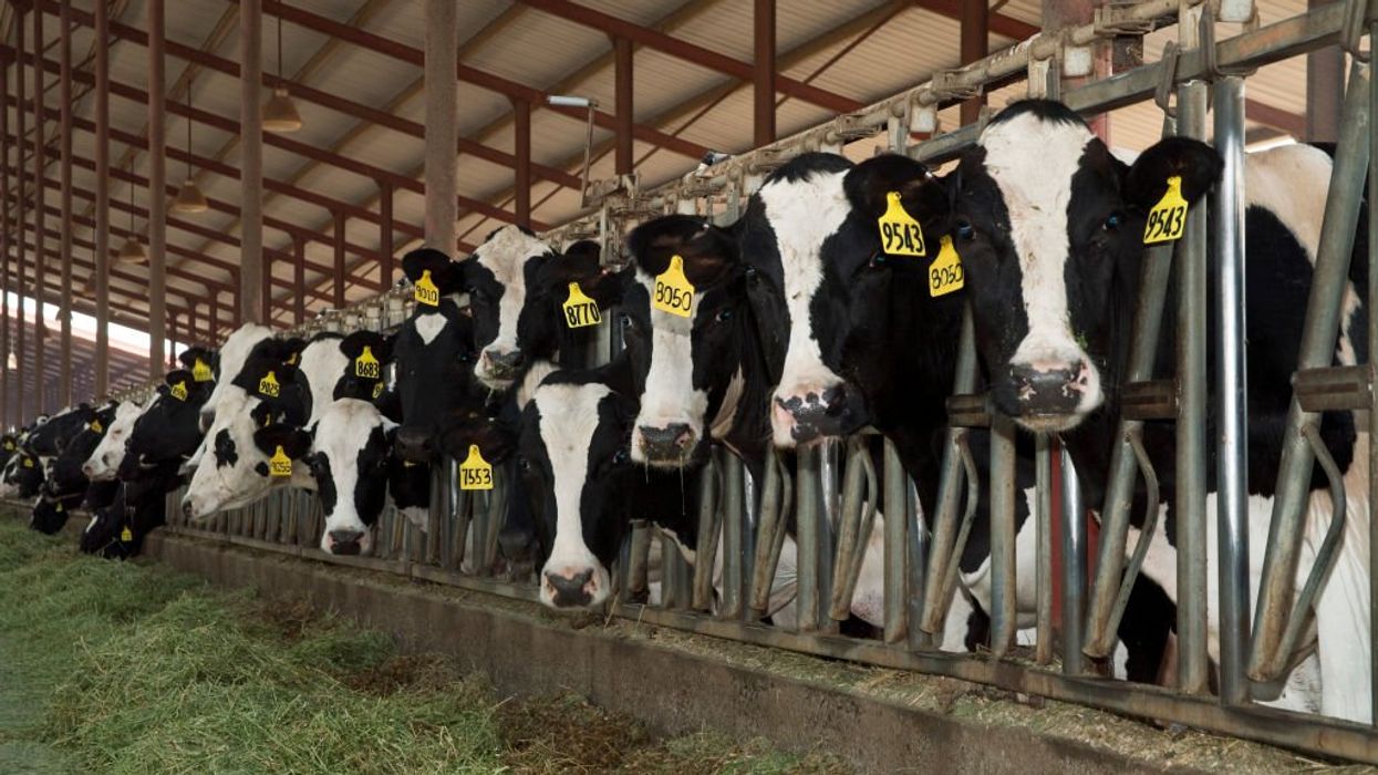 Journalist tells Bill Maher the next pandemic could start in Texas mega-dairies