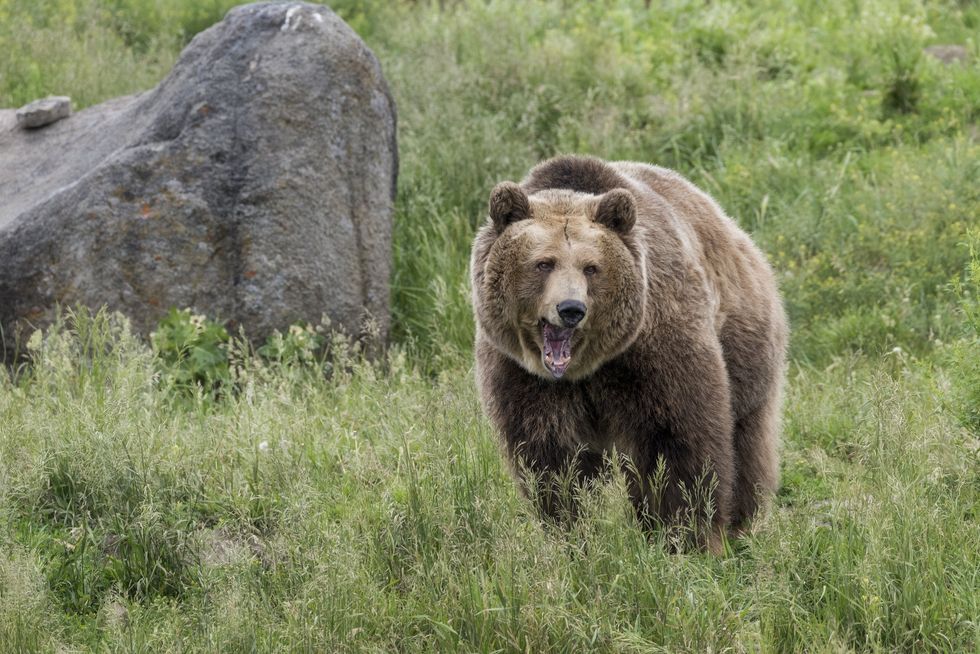 Army veteran miraculously survives grizzly bear attack with stroke of luck that saved his life of 'most violent' plight ever