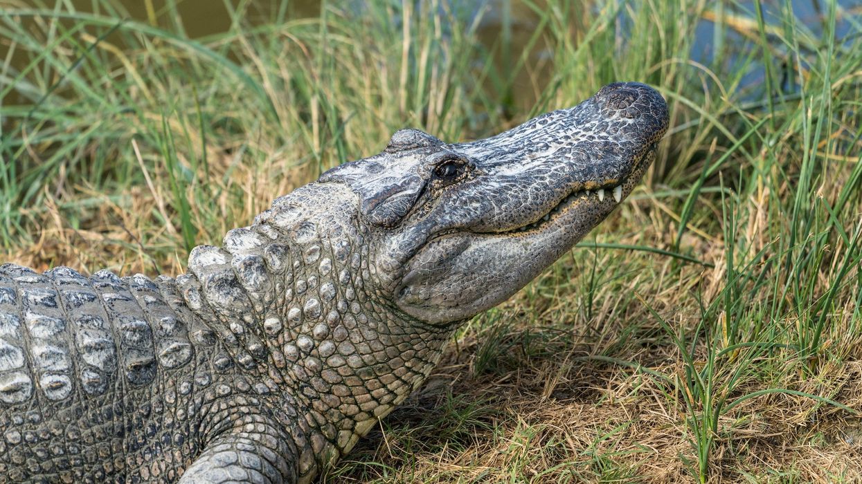 Texas police find the remains of a missing elderly woman in the jaws of an alligator