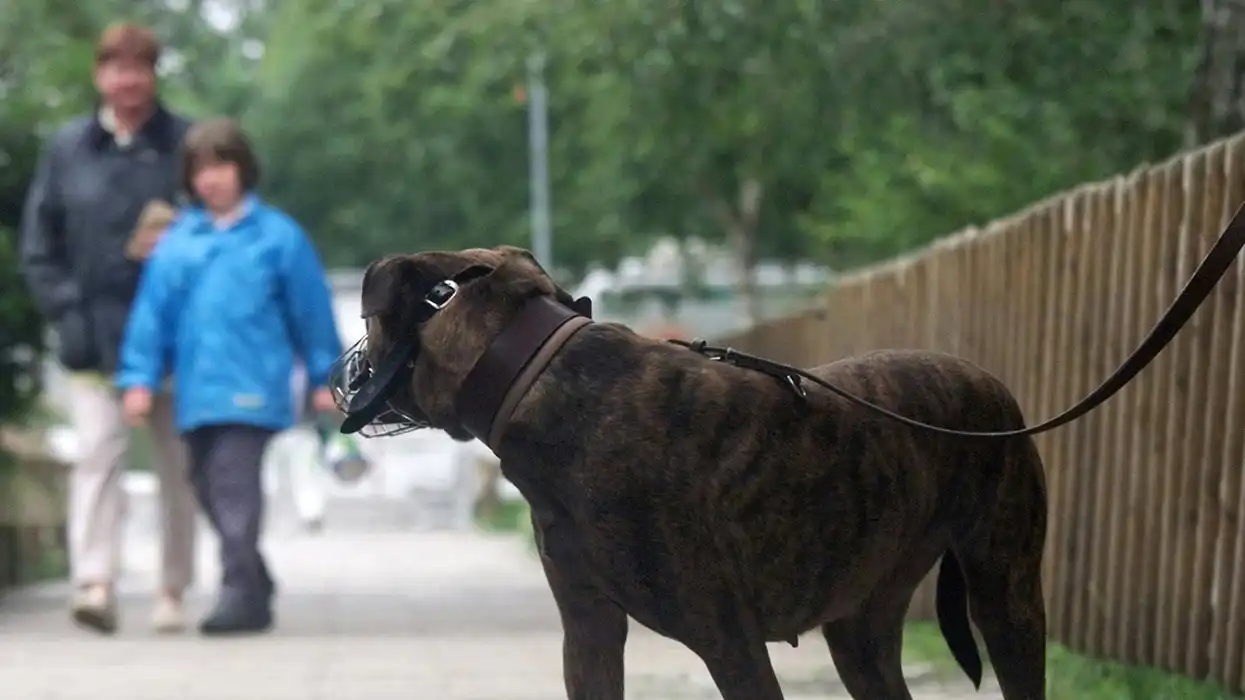 Arizona mom nearly mauled to death by pit bull she rescued from homeless person and nurtured to health for 4 years