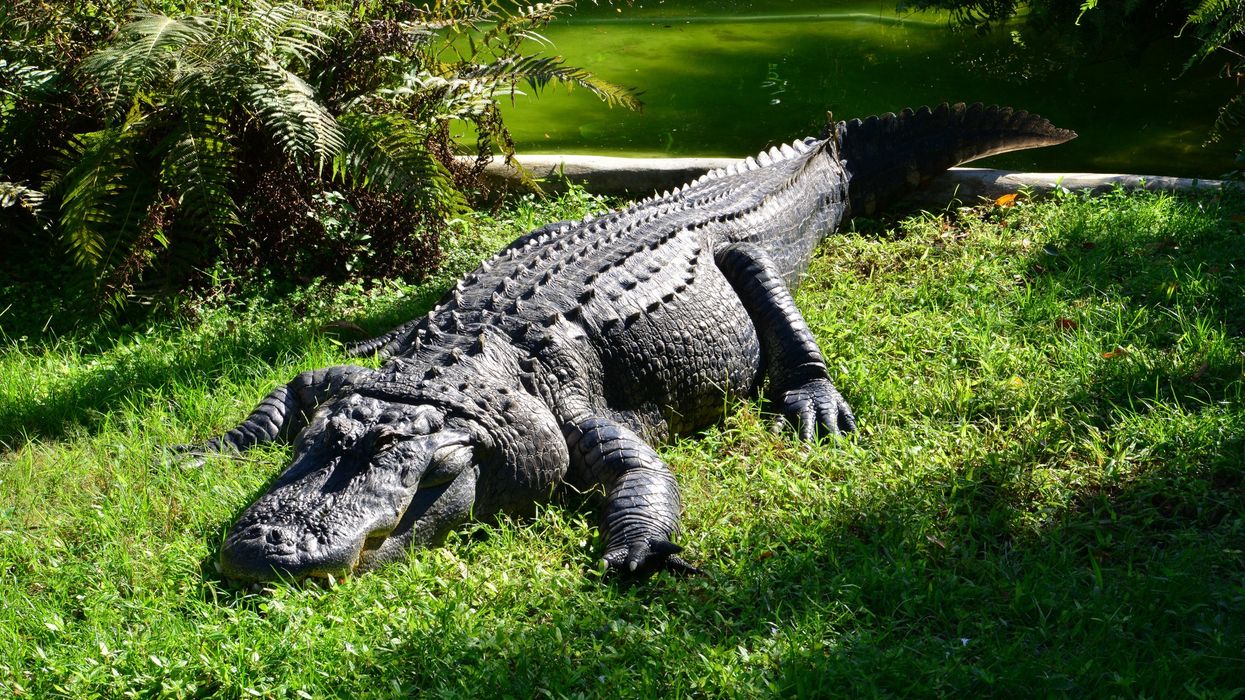 Bodycam video shows moment authorities put to death massive alligator that killed 41-year-old Florida woman