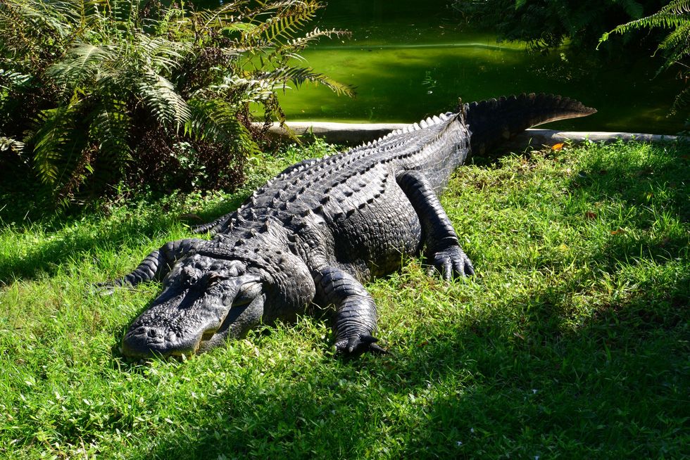 Bodycam video shows moment authorities put to death massive alligator that killed 41-year-old Florida woman