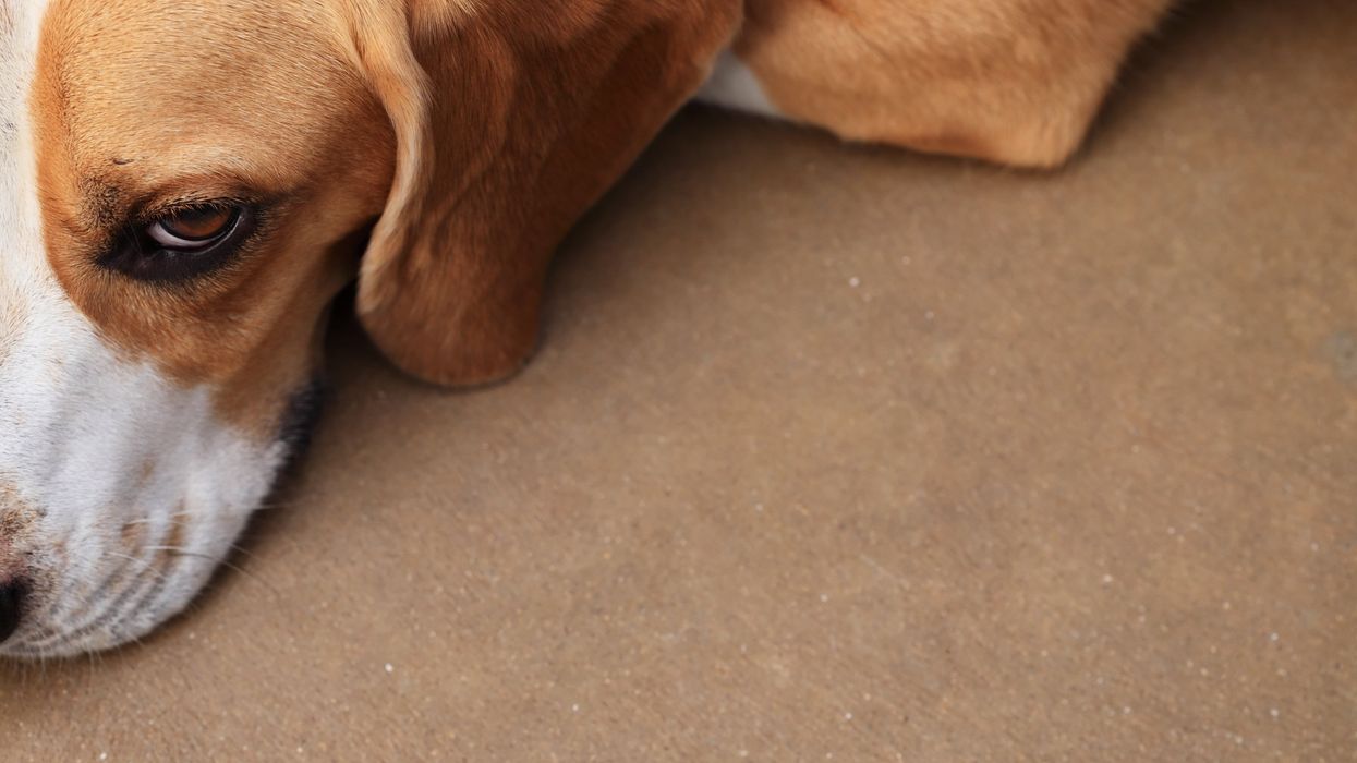 Bodycam video: Deputy shoots 7 abandoned dogs, sheriff's office says cop acted in 'professional and most humane manner'