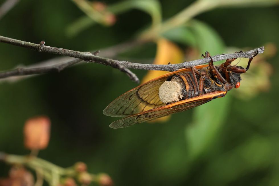 Bizarre fungus hijacks cicadas, transforming them into killer nymphomaniacs