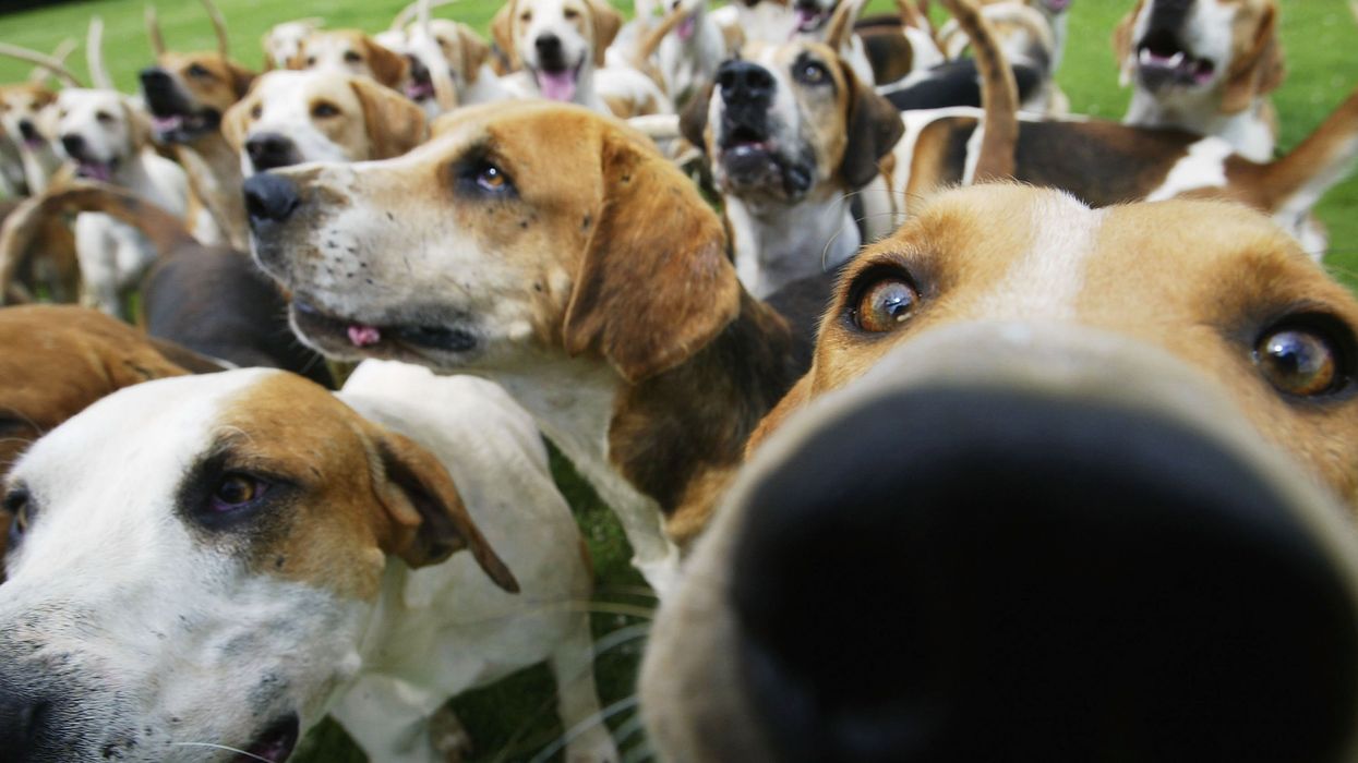 Hero fishermen save 38 dogs on the verge of drowning in Mississippi lake