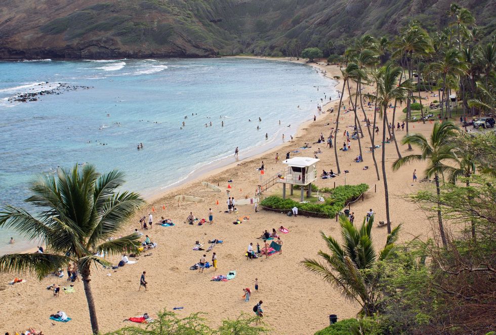 Professional lifeguard killed in Hawaiian shark attack: 'Loved by all'