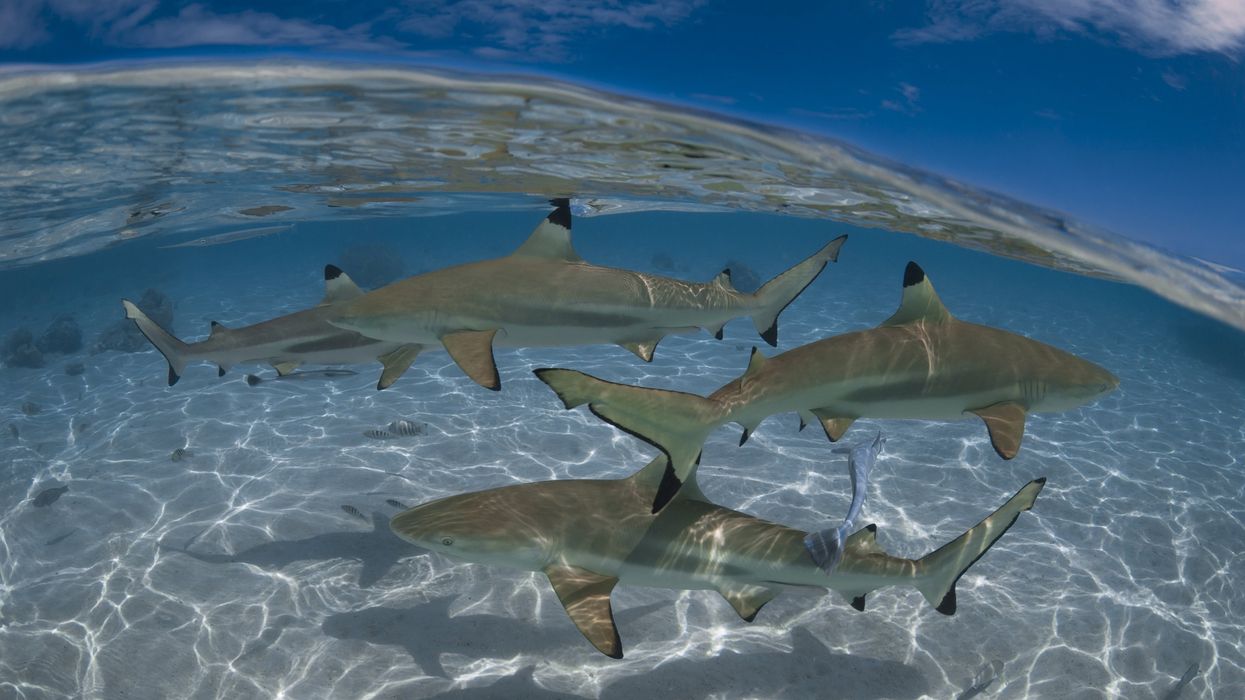 Florida man in critical condition after 'severe' shark attack on a boat, deputy who saved victim said to be a hero