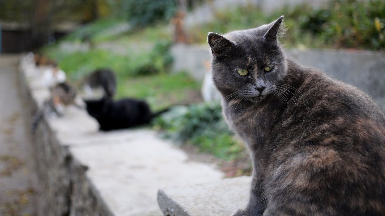 Residents of affluent California city claim elderly man is killing cats with a crossbow as part of a demonic ritual