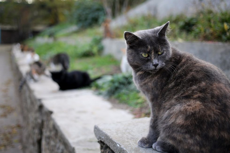 Residents of affluent California city claim elderly man is killing cats with a crossbow as part of a demonic ritual